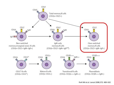 Laboratory Diagnosis Of Primary Immunodeficiencies