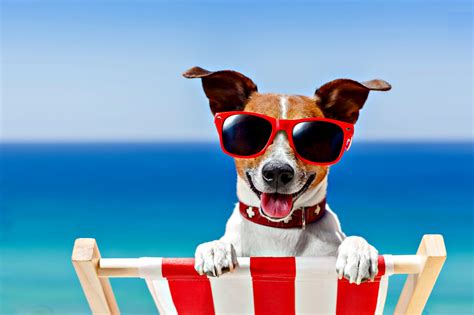 These Dog Friendly Beaches Welcome Your Furry Friends