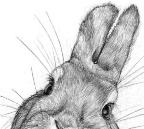 Sketch Of A Rabbit For Easter Bunny Sketches Bunny Drawing