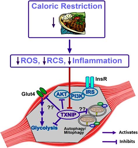 Txnip gene single nucleotide polymorphisms associated with the risk of type 2 diabetes title: Cutting Calories and TXNIP From the Skeletal Muscle to ...