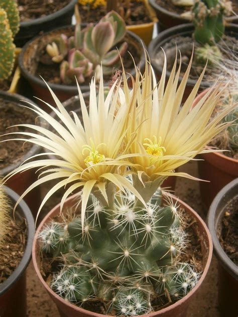 Escobaria Missouriensis Missouri Foxtail Cactus Yellow Pincushion Cactus → Plant