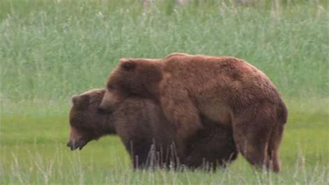 Hand Held Shot Of Grizzly Bears Mating Stock Video Footage Dissolve
