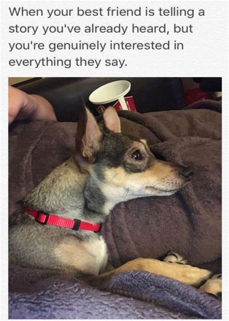 Funny Dog Memes 50 Pics Funnyfoto