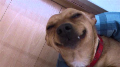 Funny Smiling Dog Our Punta From Slovakia Youtube