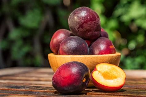 12 Different Types Of Plums Home Stratosphere