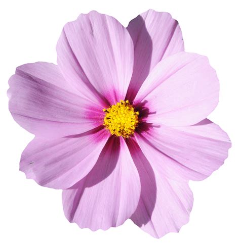 Flower Png Image Purepng Free Transparent Cc0 Png Image Library Riset