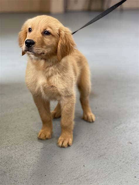 Trained Male Golden Retriever Puppy Darker Mans Best Friend