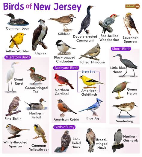 Most Common Birds In Northern New Jersey Noma Carbajal