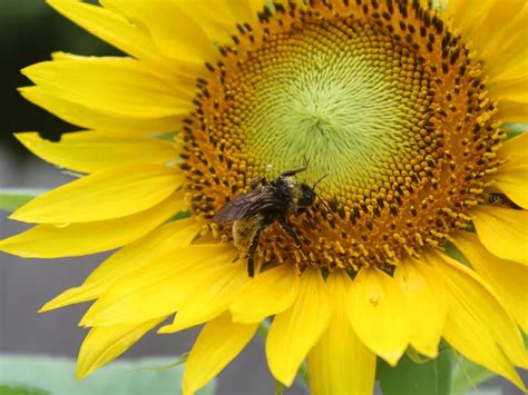 Bee On A Sunflower Smithsonian Photo Contest Smithsonian Magazine