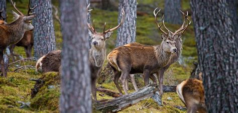 Environment Groups Strongly Welcome New Report On Deer Management In Scotland Scottish