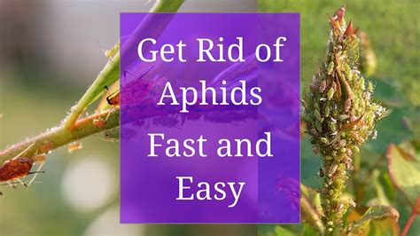 Get Rid Of Aphids Fast And Easy Youtube