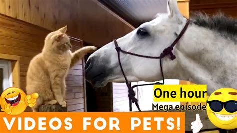 1 Hour Mega Funny Animals Video 😹 Funny Cats And Dogs Videos 😁 Funniest
