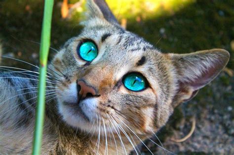 22 Best Cats Warrior Cats Books Images On Pinterest Kitty Cats Warrior Cats And Warriors