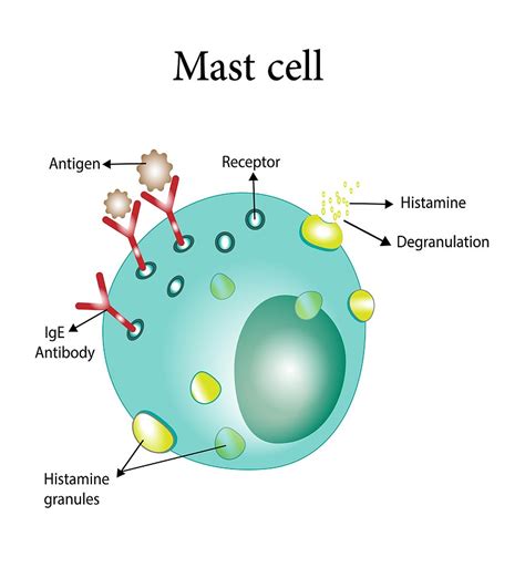 Mast Cell Stabilizing Foods Dr Becky Campbell