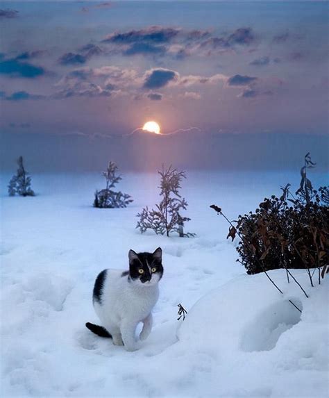 Pin By Bunny On Winter Winter Cat Beautiful Cats Cats