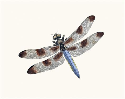 Vintage Dragonfly Illustration Free Stock Photo Public Domain Pictures