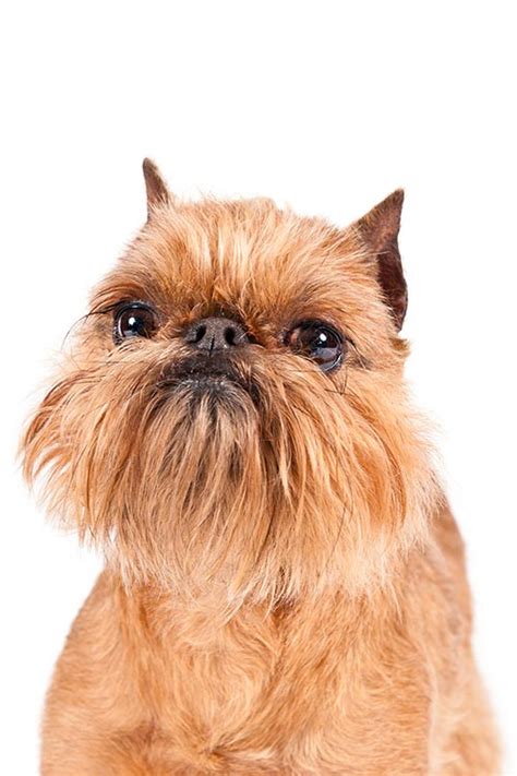 brussels griffon breed information health appearance personality
