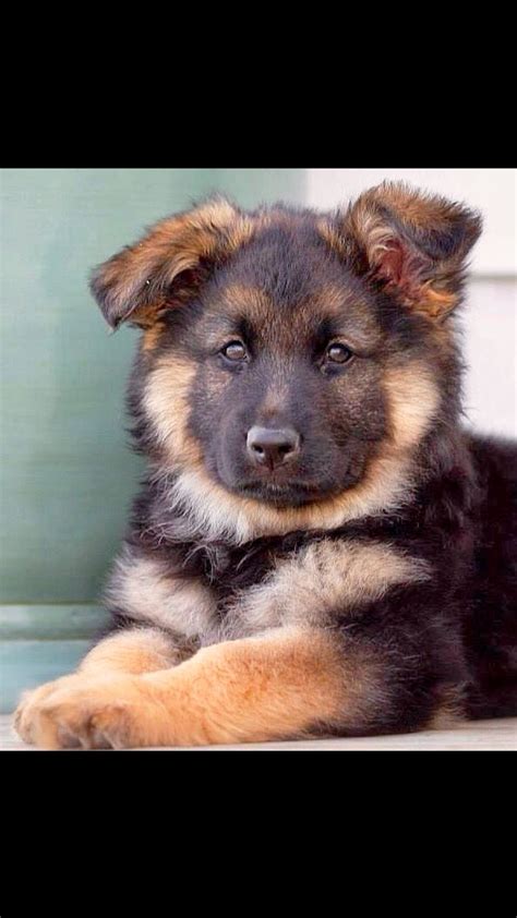 Pin By Christianne On Dog Pics Cute German Shepherd Puppies Cute