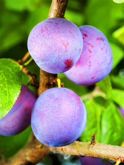 The Morris Plum Tree Grows Some Of The Most Beautiful Plums Around The