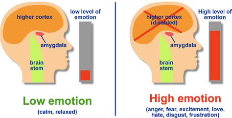 The Amygdala Hijack Re Learning Emotional Intelligence