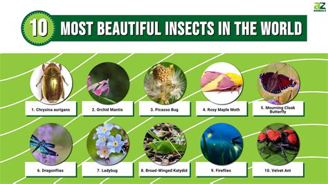 10 Most Beautiful Insects In The World A Z Animals