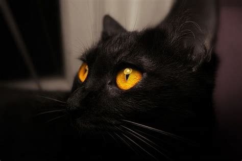 Black Cat With Orange Eyes Cats Pinterest Glow