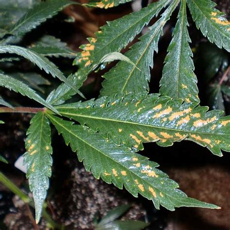 síntomas y solución para el exceso o deficiencia de azufre s en las plantas de cannabis