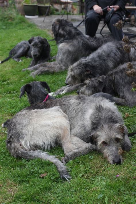 69 Best Scottish Deerhound Images On Pinterest