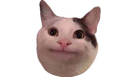 48 Very Polite Cat Meme Face