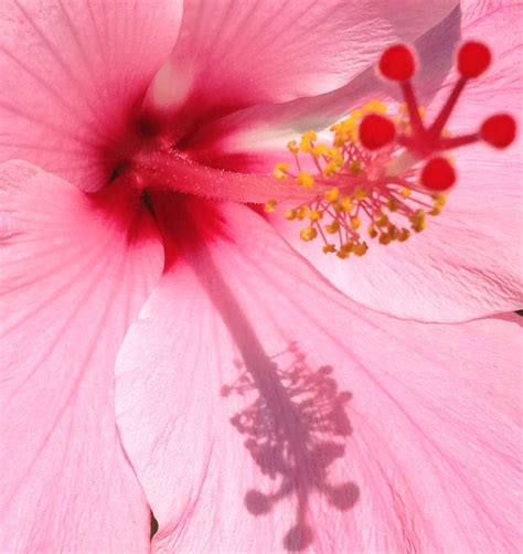 View from my desk: I love hibiscus flowers. | Hibiscus flowers, Flowers, Hibiscus