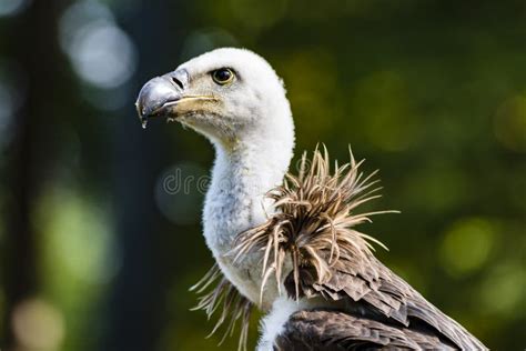 Vulture Close Up Stock Image Image Of Wildlife Standing 73009073