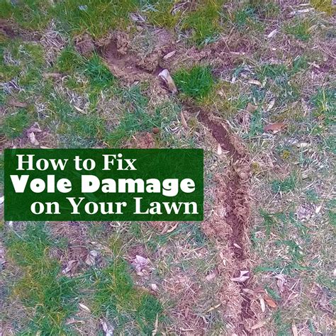 What other lawn mower repair ideas do you have in mind? Giroud Tree and Lawn Blog | Lawn Care