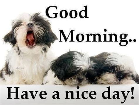 Good Morning Have A Nice Day Cute Quote With Dogs Pictures Photos And