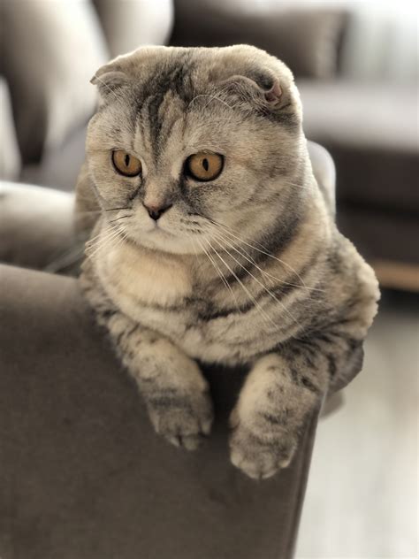 Cat Breed With Folded Down Ears