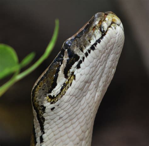 20101204_1311 | Burmese Python (Python molarus bivittatus ...