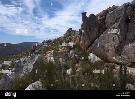 Fynbos Vegetation And Rocks At Swartberg Pass South Africa Stock Photo