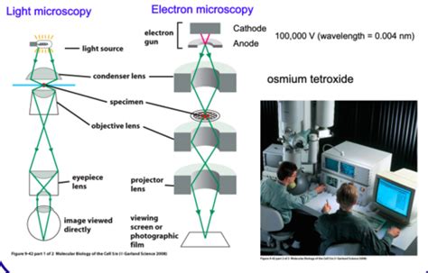 71 Light Microscopy Fundamentals Scheme Of Compound Light Microscope