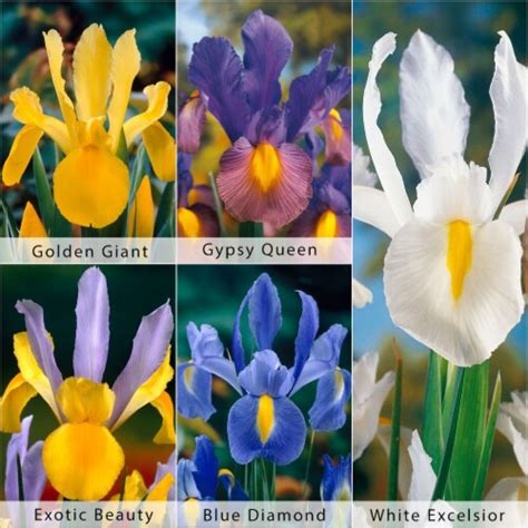 Care Free And Rewarding Dutch Iris Bulb Collection 50 Pack 1 Kroger