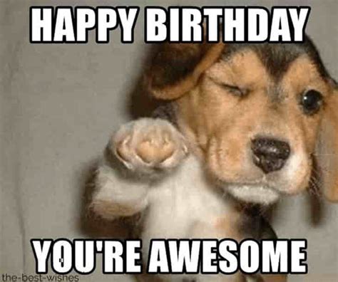20 Cute Birthday Dog Memes For Canine Lovers