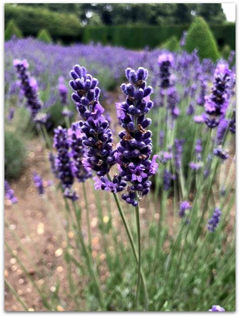 My Sunday Photo Happy As A Busy Bee In Lavender Catskidschaos