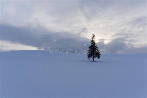 Christmas Tree In Biei Hokkaido Japan Stock Photo Image Of