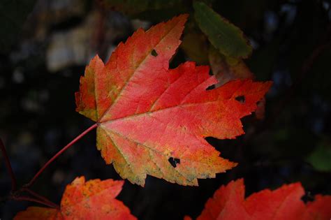 Free Images Fall Flower Red Color Autumn Colorful Season Maple