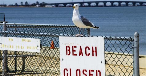 Ann Arbor Man Arrested After Chasing Seagulls Naked On Northern