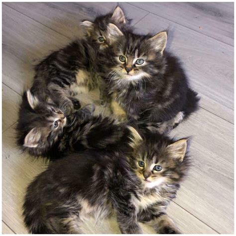 We have cute little furry friends available for you in your local area. Kittens for sale (From a full long haired Maine Coon) | in ...