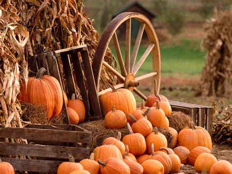 Harvest Wallpapers Top Free Harvest Backgrounds Wallpaperaccess