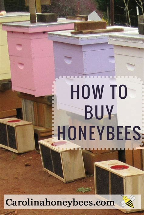 How To Buy Bees For Your Hive Carolina Honeybees Bee Keeping