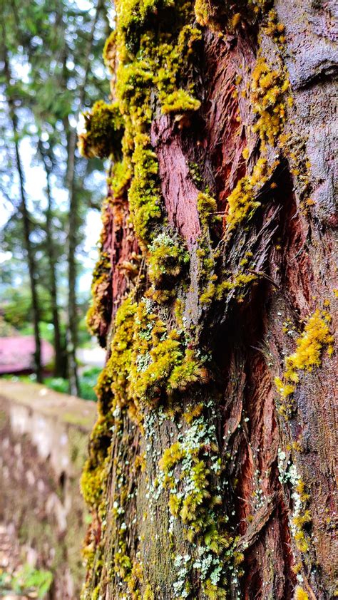 Moss On A Tree Bark Pixahive