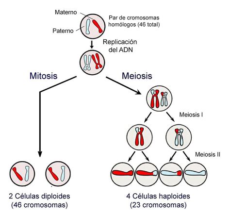 La Mitosis Produce Células Hijas Que Son Genéticamente Idénticas A Sus