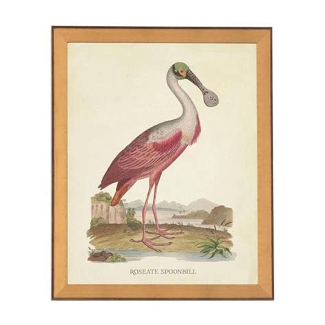 White Spoonbill Print Roseate Spoonbill Art Vintage Bird Illustration