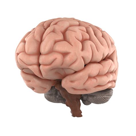 Human Brain 3d Model Turbosquid 1515634